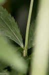 Largefruit blacksnakeroot